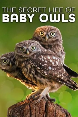 The Secret Life of Owls Poster