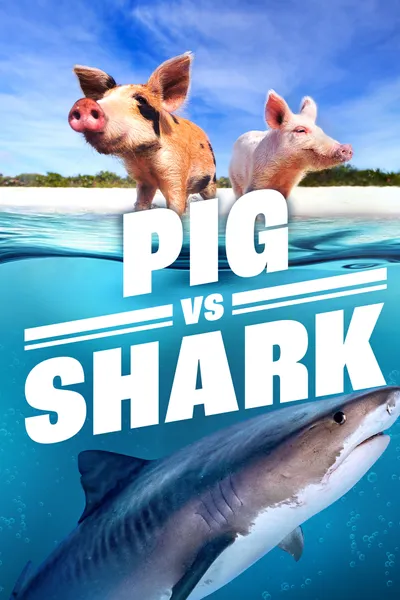 Pig vs. Shark